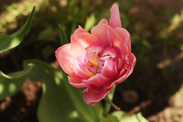 Beautiful pink Tulip in the summer garden