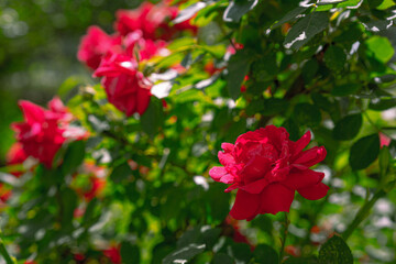Bush of a growing and blooming red rose