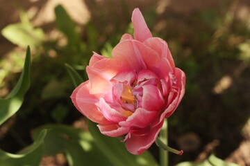 Beautiful pink Tulip in the summer garden