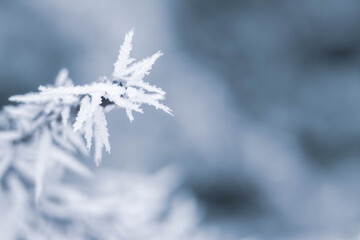 A thin branch of a Bush in the forest is covered with frost in the frosty winter.