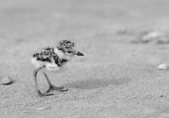 Beautiful little Kentish Plover chick, Bahrain