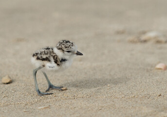 Little Kentish Plover chick, Bahrain