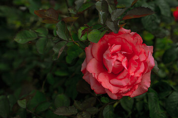 Blooming red rose in the garden
