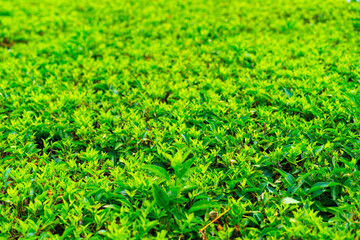 Growing green sheared bush with leaves.