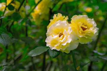Growing and blooming yellow roses