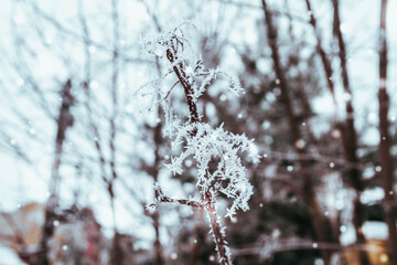 Amazing winter frosty decorations made of snow on tree branches. The frost on the bushes and...