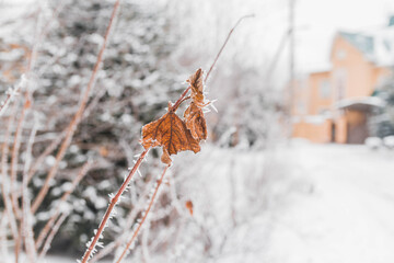 Brown, dried, not a fallen leaf on the branch of a tree in winter. The leaf is covered with a beautiful white frost. Snow. Frost. Background.