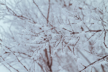 Frosty white ornaments made of snow on the branches of trees. The frost on the bushes and plants. Wonderful beautiful winter weather. Frosty background.