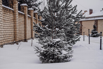 Tree spruce in the winter in the yard on the street covered with snow. Russian winter.