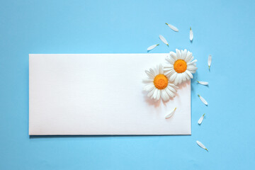 white daisies on a white postal envelope, petals around on a blue background, send or receive a message, greeting card, place for text