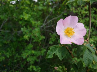 pink blooming rosa canina