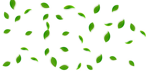 Falling green leaves. Fresh tea neat leaves flying
