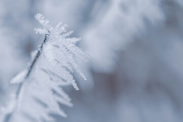 Macro photos of Bush branches covered with frost in winter. Winter background. Copy space.