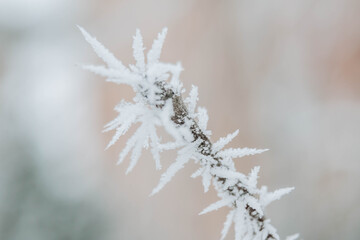 Christmas frosty winter background. Snow and frost crystals on the branch. Copy space.