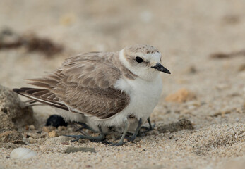 Kentish Plover covering her chicks under wings, Bahrain