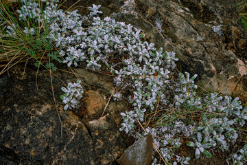 Small flowers growing among stones