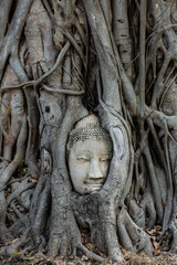 buddha head in the roots