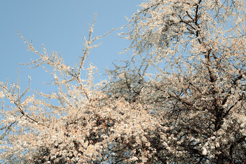 Growing tree with blooming flowers