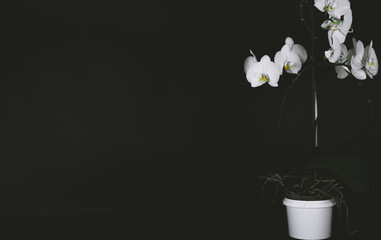 Growing orchid in a pot on a black background