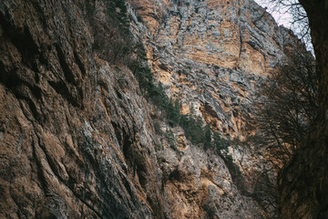 The relief of the mountain with trees growing on it
