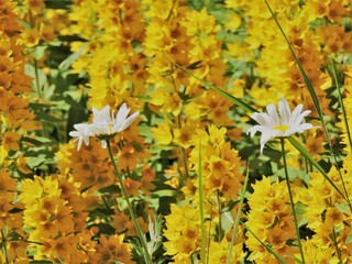 yellow flowers in the field