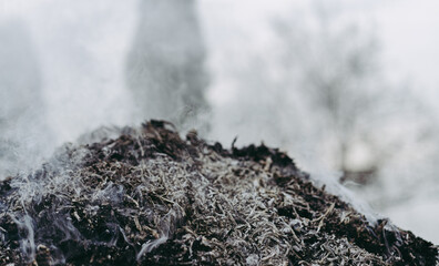 Burning bonfire from tree branches