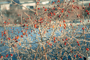 Prickly bush of growing rose hips