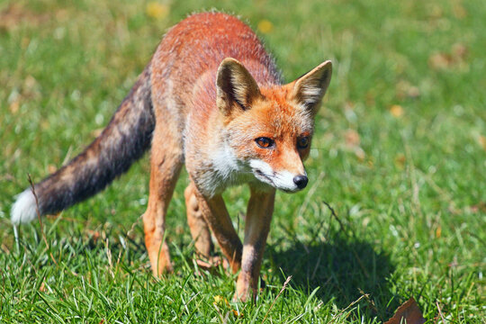 red fox vulpes