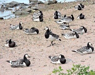Fototapeta premium group of canadian geese on the beach, Suomenlinna, Finland