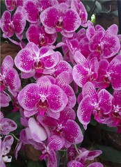 Fototapeta na wymiar Most Beautiful Rare Purple and white Orchids 