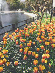orange tulips in the park
