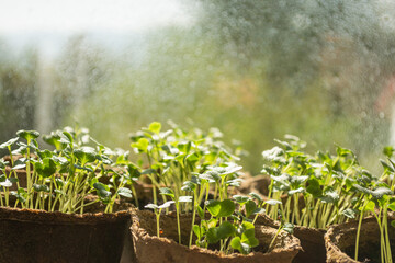 Micro grass greens sprouts grow containers. Healthy eating and vegetarianism concept.
