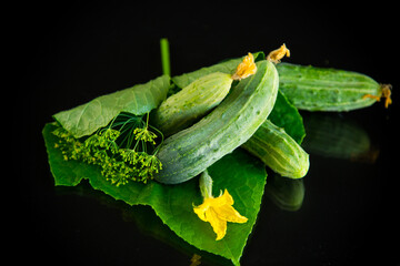 fresh natural green cucumbers on a black