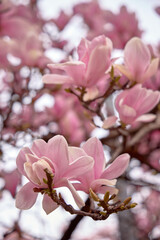 Close up of magnolia petals. Spring floral background with magnolia flowers.