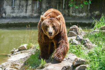 Big brown bear in the zoo. © nedomacki