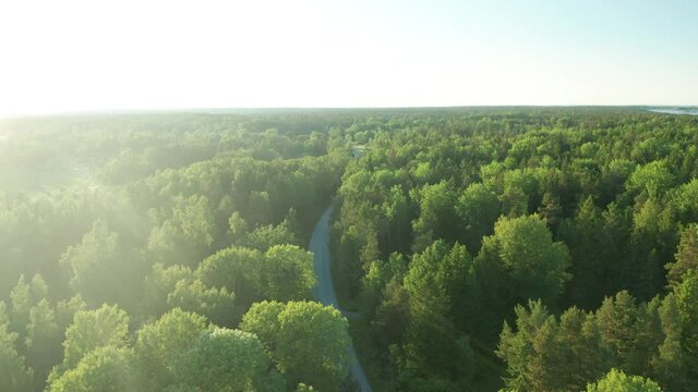 Aerial view of road between two forets