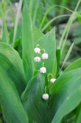 Fototapeta premium Lily of the valley