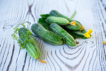 fresh natural green cucumbers on a wooden