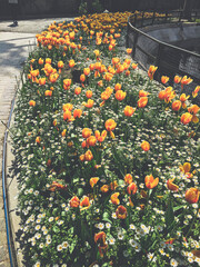 orange tulips in the park
