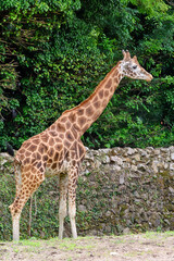 A Giraffe at the zoo