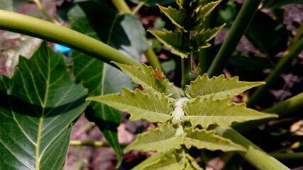 There is Red colour ant on leafs