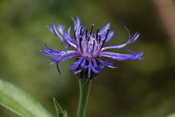 Single purple blue Mountain Cornflower, Centaurea montana or Montane Knapweed, Bachelors Button, blooming on a natural green leaf background close-up, side view