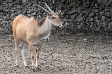 Common Eland (Taurotragus oryx) is the largest of the African antelope species.