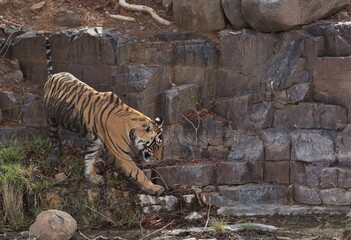 Fototapeta na wymiar Tigress Ladali cub getting down the rock at Ranthambore Tiger Reserve