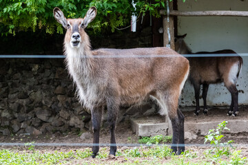 The waterbuck is a large antelope found widely in sub-Saharan Africa.
