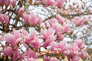 Beautiful flowers of a blossoming magnolia pink. Blue sky on the background.