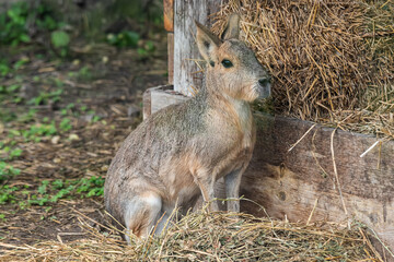 Patagonian Mara (Dolichotis patagonum) is a relatively large rodent in the mara genus Dolichotis