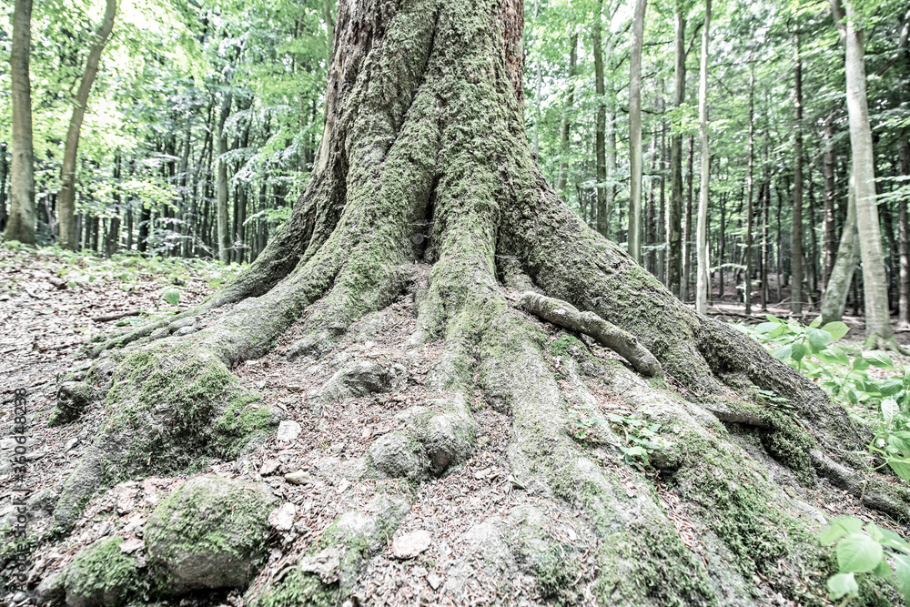 Wall mural old tree in forest