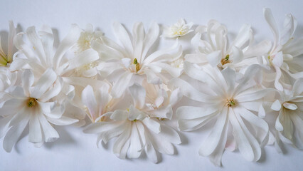 Banner of beautiful delicate flowers of white magnolia on a white background