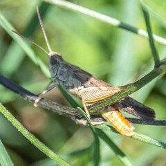 Insect on flower - Insecte sur une fleur